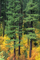 Oregon, Cascade Mountain Range, Pine Trees And Fall Colors Wall Mural