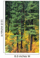 Oregon, Cascade Mountain Range, Pine Trees And Fall Colors Wall Mural