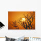 Hawaii, Branches Of Keawe Tree Silhouetted Against Sunset Wall Mural