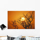Hawaii, Branches Of Keawe Tree Silhouetted Against Sunset Wall Mural