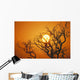 Hawaii, Branches Of Keawe Tree Silhouetted Against Sunset Wall Mural