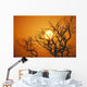 Hawaii, Branches Of Keawe Tree Silhouetted Against Sunset Wall Mural