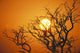 Hawaii, Branches Of Keawe Tree Silhouetted Against Sunset Wall Mural