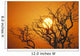 Hawaii, Branches Of Keawe Tree Silhouetted Against Sunset Wall Mural