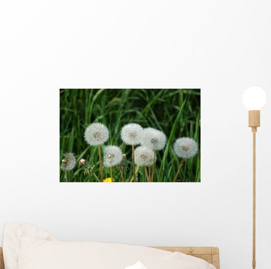 Dandelions Wall Decal