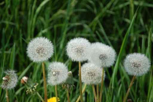Dandelions Wall Decal