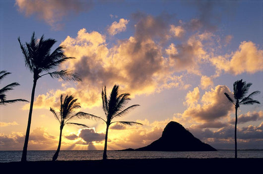 Palms On Shore Wall Mural