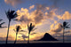 Palms On Shore Wall Mural
