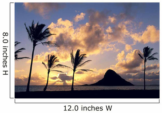Palms On Shore Wall Mural