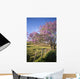 Hawaii, Maui, Upcountry With Jacaranda Tree, Blue Skies, And Fence Wall Mural