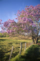 Hawaii, Maui, Upcountry With Jacaranda Tree, Blue Skies, And Fence Wall Mural