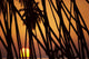 Hawaii, Molokai, Kapuaiwa Coconut Grove, Trees Silhouetted At Sunset Wall Mural