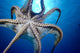 Hawaii, Day Octopus In Midwater, Underside With Sun Shining Through Wall Mural