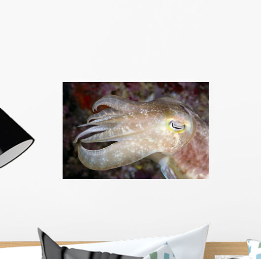 Indonesia, Cuttlefish Close-Up Side View With Eye Closed Wall Mural