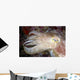 Indonesia, Cuttlefish Close-Up Side View With Eye Closed Wall Mural