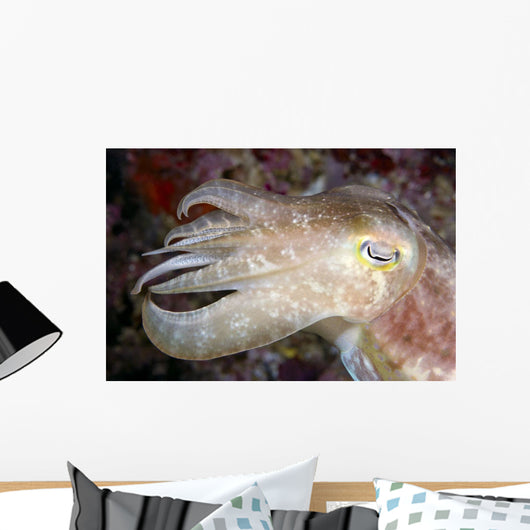 Indonesia, Cuttlefish Close-Up Side View With Eye Closed Wall Mural
