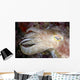 Indonesia, Cuttlefish Close-Up Side View With Eye Closed Wall Mural
