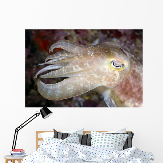 Indonesia, Cuttlefish Close-Up Side View With Eye Closed Wall Mural