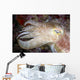 Indonesia, Cuttlefish Close-Up Side View With Eye Closed Wall Mural
