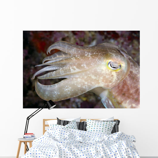 Indonesia, Cuttlefish Close-Up Side View With Eye Closed Wall Mural