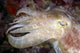 Indonesia, Cuttlefish Close-Up Side View With Eye Closed Wall Mural