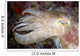 Indonesia, Cuttlefish Close-Up Side View With Eye Closed Wall Mural