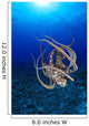 Hawaii, Day Octopus Floating To Reef Bottom, Sunburst Wall Mural