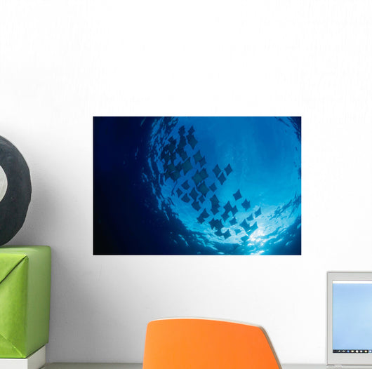 Galapagos Islands, Schooling Cownose Rays Sunburst Wall Mural