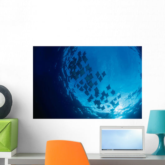 Galapagos Islands, Schooling Cownose Rays Sunburst Wall Mural