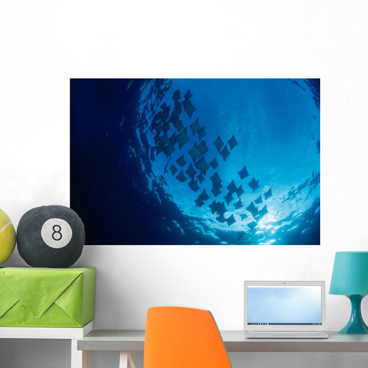 Galapagos Islands, Schooling Cownose Rays Sunburst Wall Mural