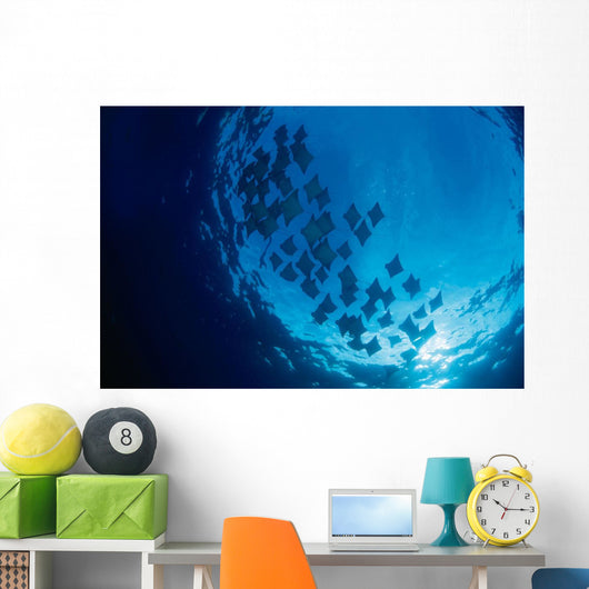 Galapagos Islands, Schooling Cownose Rays Sunburst Wall Mural