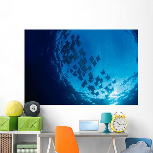 Galapagos Islands, Schooling Cownose Rays Sunburst Wall Mural