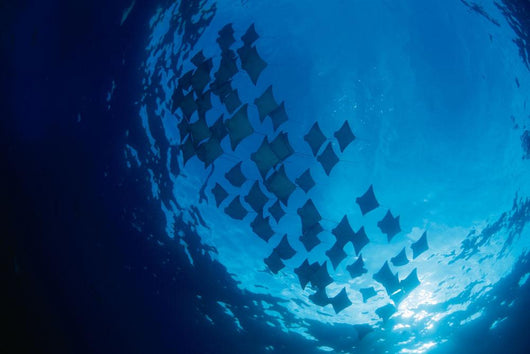 Galapagos Islands, Schooling Cownose Rays Sunburst Wall Mural