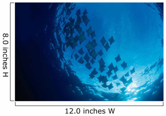 Galapagos Islands, Schooling Cownose Rays Sunburst Wall Mural