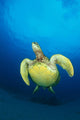 Hawaii, Green Sea Turtle Swims To Surface, View Of Underside Wall Mural