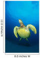 Hawaii, Green Sea Turtle Swims To Surface, View Of Underside Wall Mural