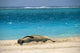 Turquoise Ocean Background Wall Mural