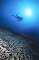 Silhouetted By Sunburst In Blue Ocean Wall Mural