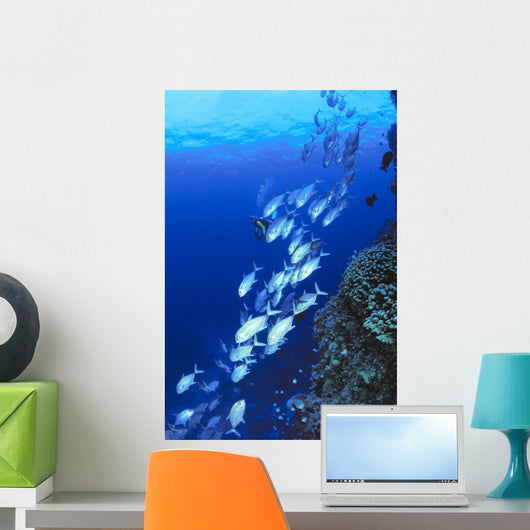 Australia, Schooling Bigeye Trevally, Diver In Background Wall Mural