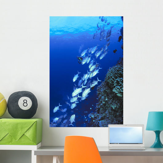 Australia, Schooling Bigeye Trevally, Diver In Background Wall Mural