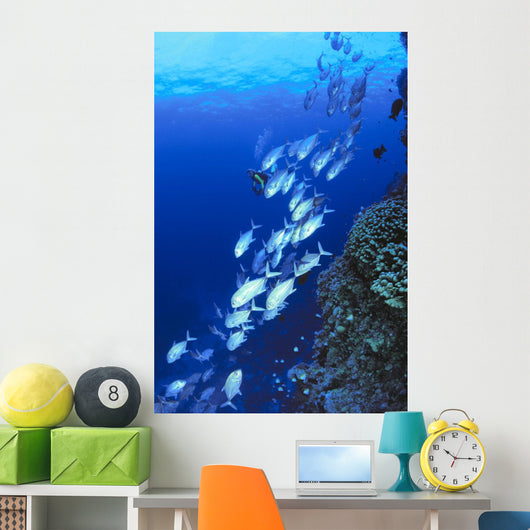 Australia, Schooling Bigeye Trevally, Diver In Background Wall Mural