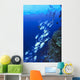 Australia, Schooling Bigeye Trevally, Diver In Background Wall Mural