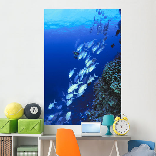 Australia, Schooling Bigeye Trevally, Diver In Background Wall Mural