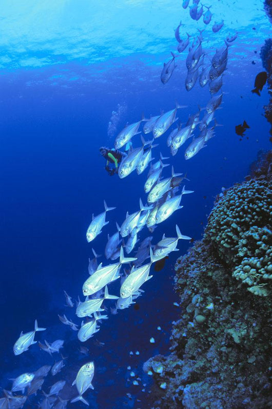 Australia, Schooling Bigeye Trevally, Diver In Background Wall Mural