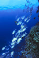 Australia, Schooling Bigeye Trevally, Diver In Background Wall Mural