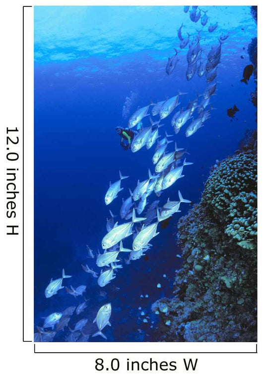 Australia, Schooling Bigeye Trevally, Diver In Background Wall Mural