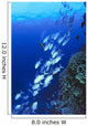 Australia, Schooling Bigeye Trevally, Diver In Background Wall Mural