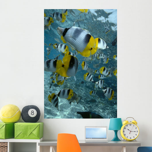 Over Reef And Near Surface Wall Mural