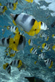 Over Reef And Near Surface Wall Mural