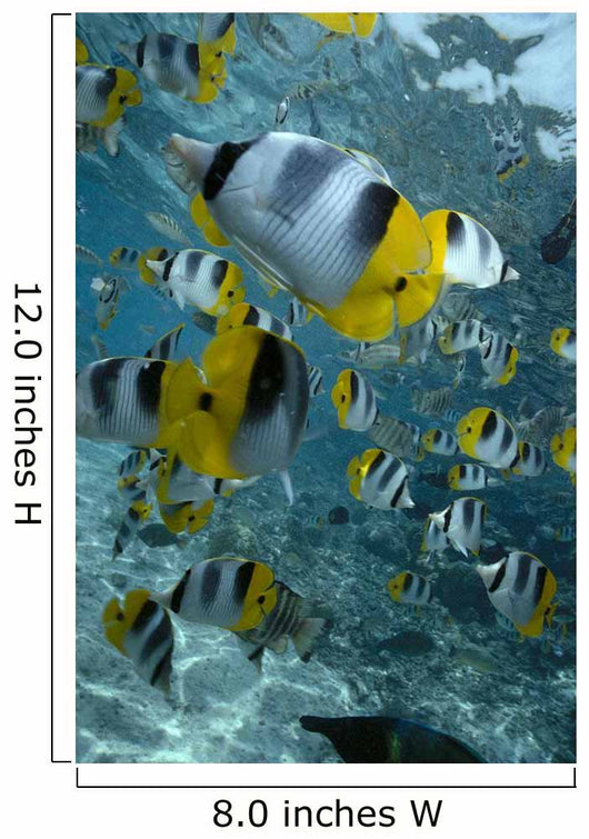 Over Reef And Near Surface Wall Mural